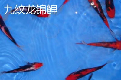 五色錦鯉的產地，原產于日本現已被引進國內