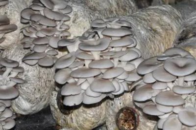 平菇的種植方法，早上和晚上都要給它噴灑水