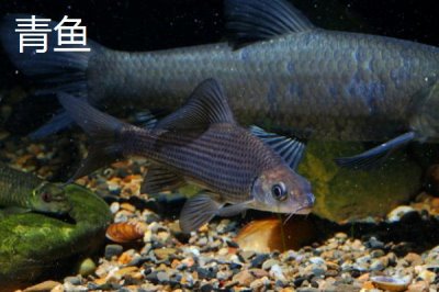 新關(guān)東魚鉤有哪些優(yōu)缺點(diǎn)，釣大魚有優(yōu)勢，釣小魚效果不佳