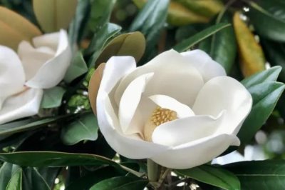 廣玉蘭的產(chǎn)地分布，在長江流域以南各大城市栽培