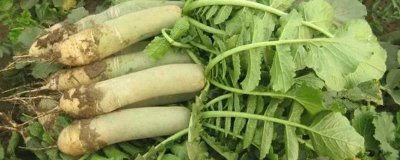 山東濰坊的特產(chǎn)，諸城綠茶是中國國家地理標志產(chǎn)品