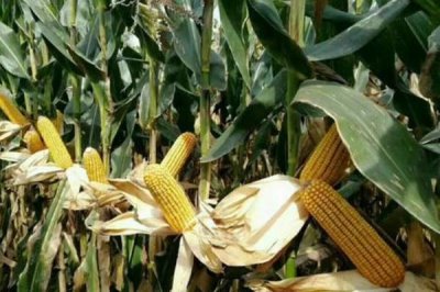 康村玉4號玉米種子簡介，中抗莖腐病