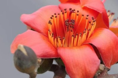廣州市的市花，市花是一座城市的綠色名片