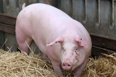 母豬如何催奶，可利用黃瓜、韭菜或者黃豆等食物催奶