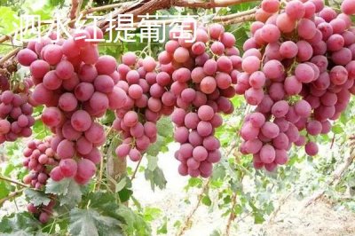 甘肅省武威市的水果特產(chǎn)，涼州皇冠梨栽植歷史悠久