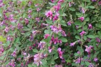 胡枝子什么時候開花，7-8月開花