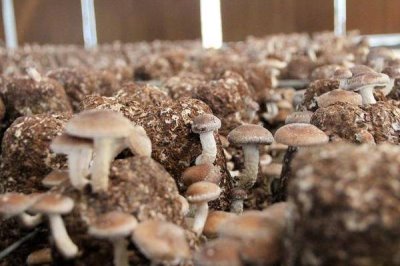 種植香菇注水后要悶棚多久,一般不需要悶棚、通風(fēng)換氣可刺激出菇