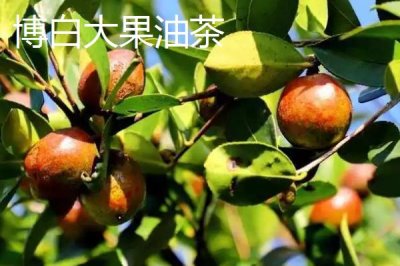 油茶苗的價格，樹苗高度、購買數(shù)量、產(chǎn)地等決定價格