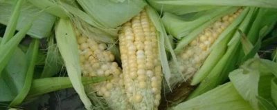 玉米香蕉穗的防治方法,一定要適期播種