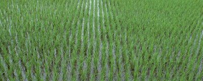 深優(yōu)9582水稻品種簡介，秧田播種量每畝10千克