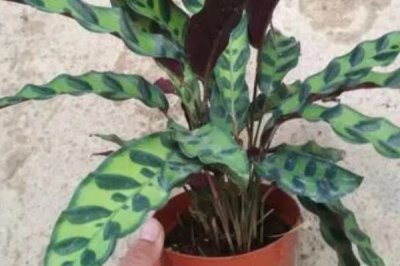 養(yǎng)殖箭羽竹芋的方法及注意事項(xiàng)，需使用疏松肥沃的腐殖土