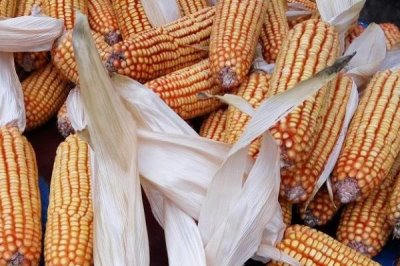 先玉1808玉米種子特征特性，適宜播期4月下旬－5月上旬
