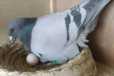 鴿子多久可以繁殖一窩，通常40天左右繁殖一窩