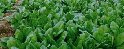 越冬菠菜什么時(shí)候種植，可在平均氣溫在17-19℃時(shí)播種