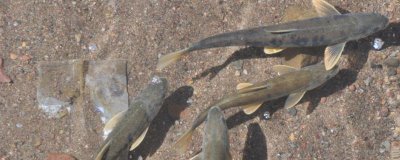 富貴斑的主要產(chǎn)地，主產(chǎn)于歐洲和我國(guó)新疆額爾齊斯河水系