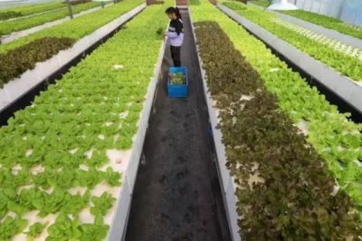 防治病蟲害的適宜適期，害蟲幼齡期、危險生育期、天敵敏感期適合用藥