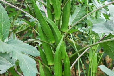 湖北農(nóng)村種什么比較賺錢，種植秋葵的收益比較可觀