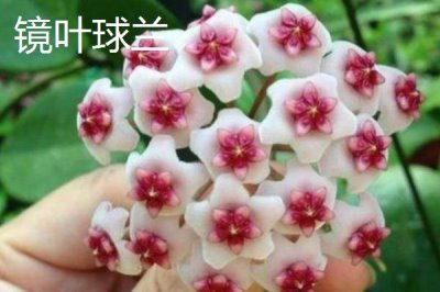 球蘭怎么養(yǎng)殖以及要注意什么，需按照“見干見濕”的原則提供水分