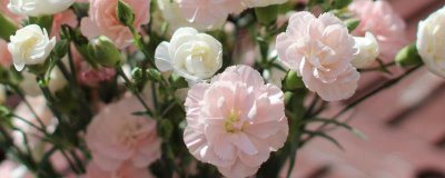 康乃馨的花語，寓意母愛之情、尊敬之情等