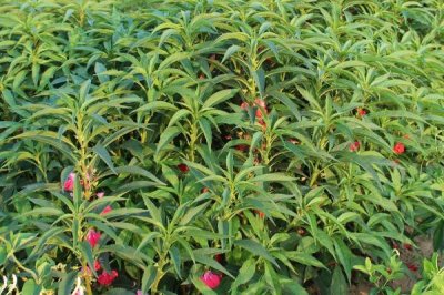 急性子的種植方法，可在春季和夏季播種