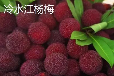 湖南冷水江市的特產(chǎn)，冷水江楊梅大如蛋