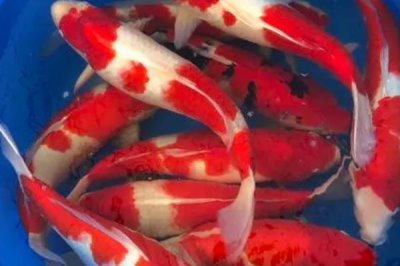 家養(yǎng)錦鯉如何繁殖，讓公魚和母魚自然交配即可