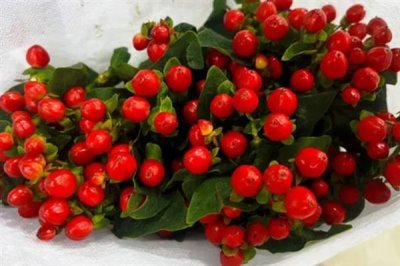 紅果金絲桃的花語，寓意嬌媚誘惑、迷信等