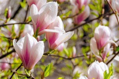 玉蘭花的寓意，寓意忠貞愛情、知恩圖報等