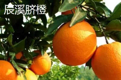 懷化辰溪的特產(chǎn)，當?shù)赜筒璺N植面積非常廣