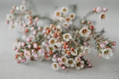 蠟花的花語(yǔ)，寓意剛強(qiáng)堅(jiān)毅、忠貞不渝等