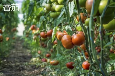 夏至吃哪些食物,推薦夏至蛋、熱面等