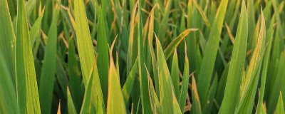 水稻黃葉的原因及防治方法，可能是中毒、缺氮或除草劑藥害等