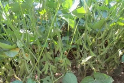 吉育481大豆品種的特性，4月末至5月初播種