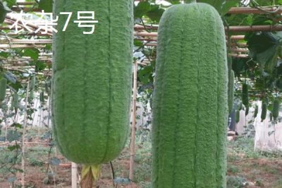 短棒形絲瓜品種有哪些，常見(jiàn)的有胖胖1號(hào)、牛奶2號(hào)、亞華短棒等