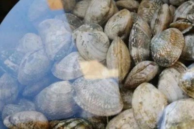 已經(jīng)死亡的花甲能否食用，花甲死亡后會滋生細菌不宜食用