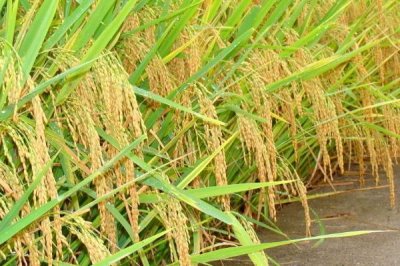 禾廣絲苗水稻種子特點，全生育期120.1天