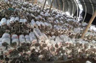 平菇如何種植才能豐產(chǎn)，關(guān)鍵是要選對優(yōu)質(zhì)高產(chǎn)的品種