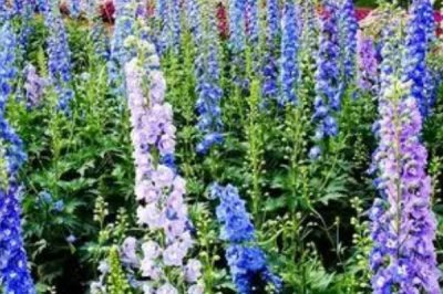 飛燕草的花語，寓意正義、自由、輕盈等