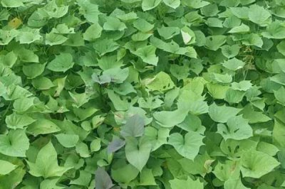 紅薯卷葉原因，可能是過(guò)于干旱或受到蟲(chóng)害所導(dǎo)致