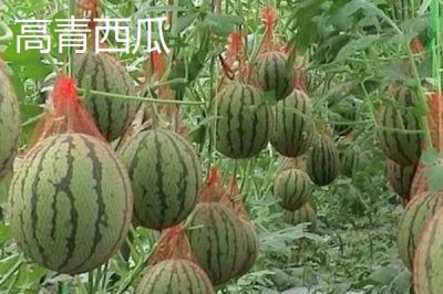 山東淄博高青縣的特產，高青黑?？诟絮r嫩價優(yōu)物美