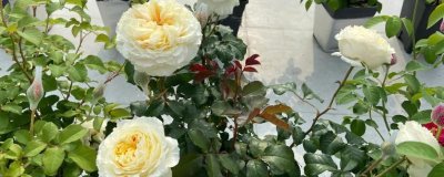 哪些月季適合在湖南種植，包括碧翠絲、真宙、月月紅等品種