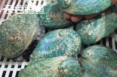 什么品種的鮑魚苗好，常見這6種