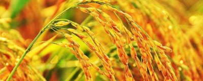 九優(yōu)皖占水稻種子簡介，一般6月下旬—7月上旬播種