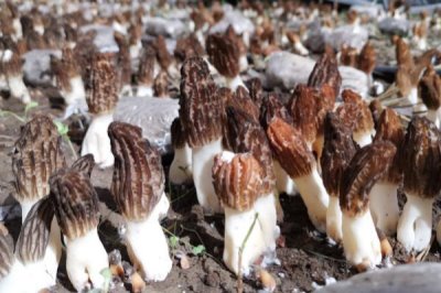 種植一畝羊肚菌的純利潤，可達到2萬元左右