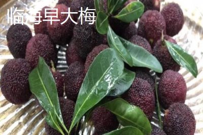 楊梅的優(yōu)良品種介紹，荸薺種楊梅在我國種植面積較大