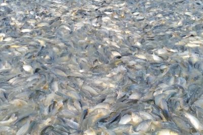 養(yǎng)殖一畝淡水鱸魚的利潤和成本，畝凈利潤5000-10000元左右