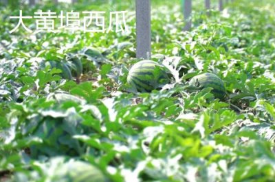 山東平度的特產(chǎn)，被譽(yù)為青島的“后花園”
