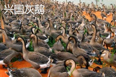 江西省瑞金市的特產(chǎn)，肉圓魚(yú)丸別有風(fēng)味