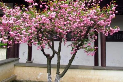 海棠花的花語，寓意離愁、苦戀之情等