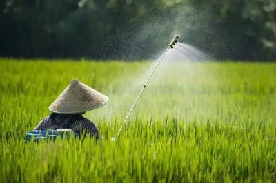 咪鮮胺可以防治什么病害，對水稻惡苗病、稻瘟病、小麥赤霉病等病害具有防效